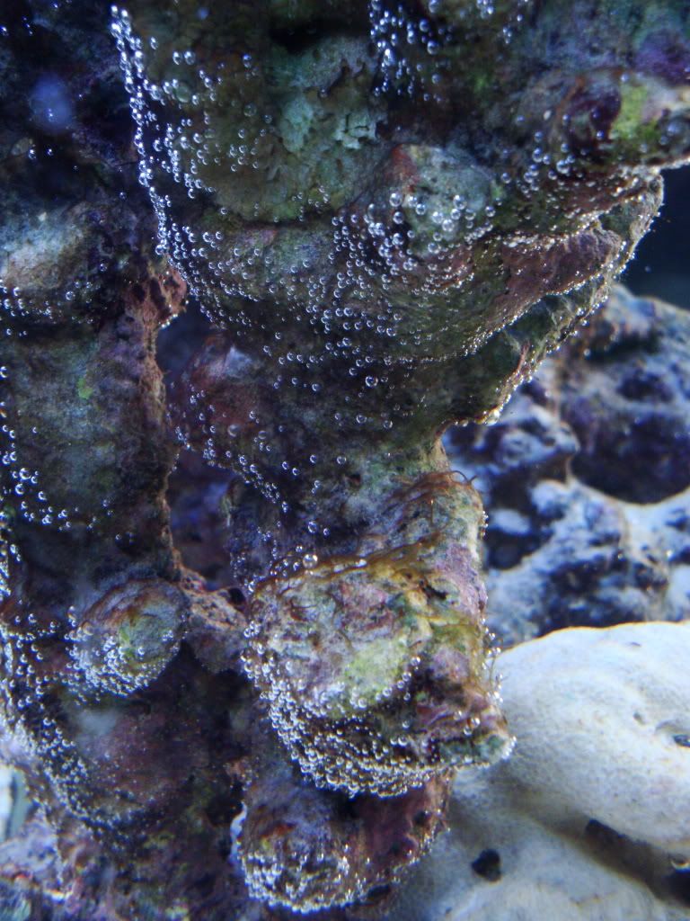 Hair Algae Outbreak during cycling Reef Central Online Community